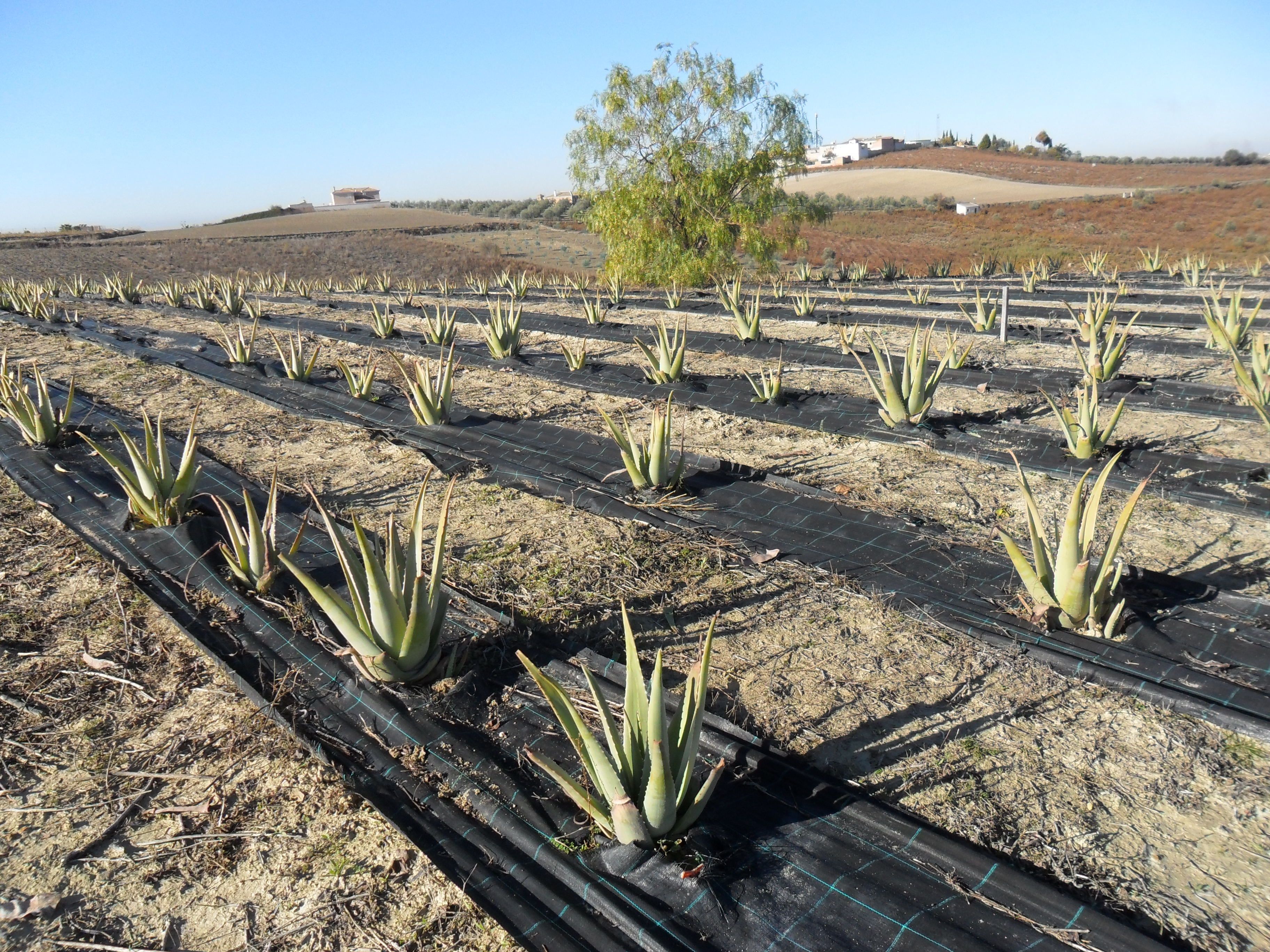 malla antihierba aloe vera