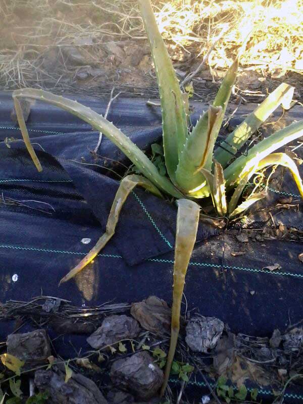 aloe vera humedad