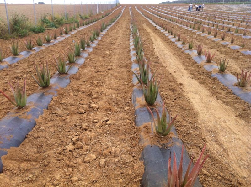 aloe vera