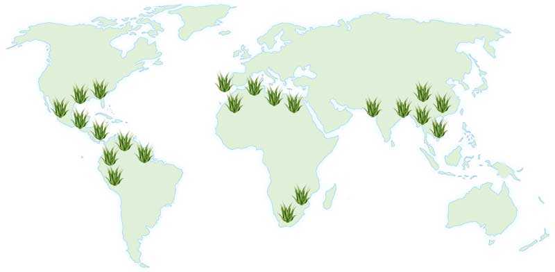 mapa mundial aloe vera