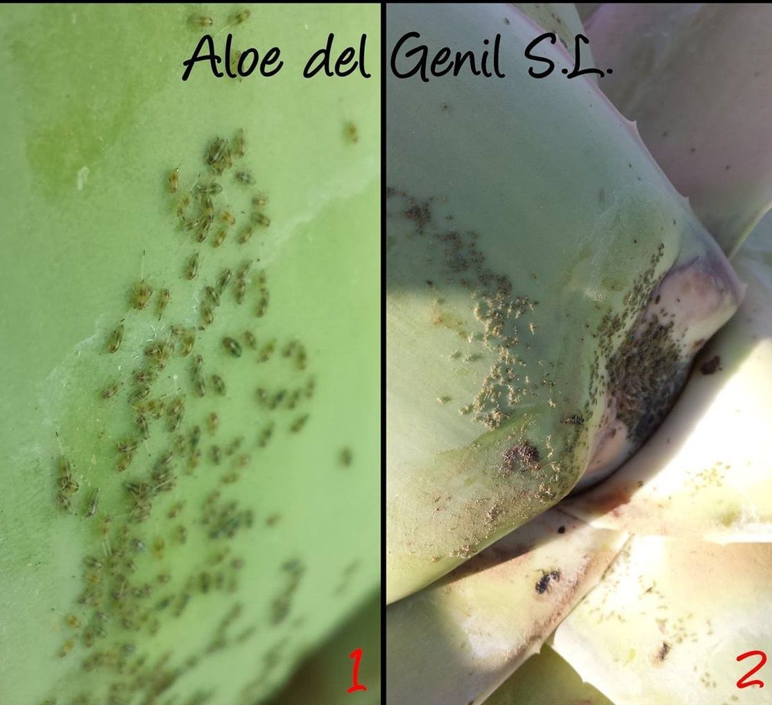 Pulgón aloe vera