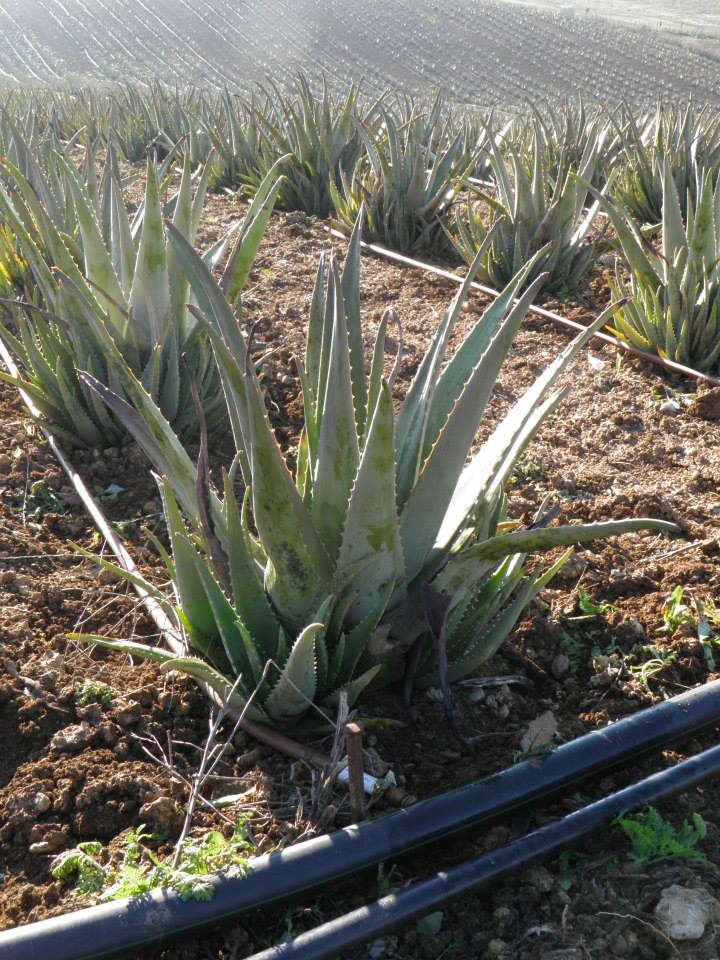 Finca aloe vera