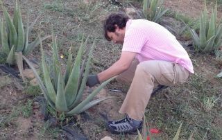 recoleccion aloe vera