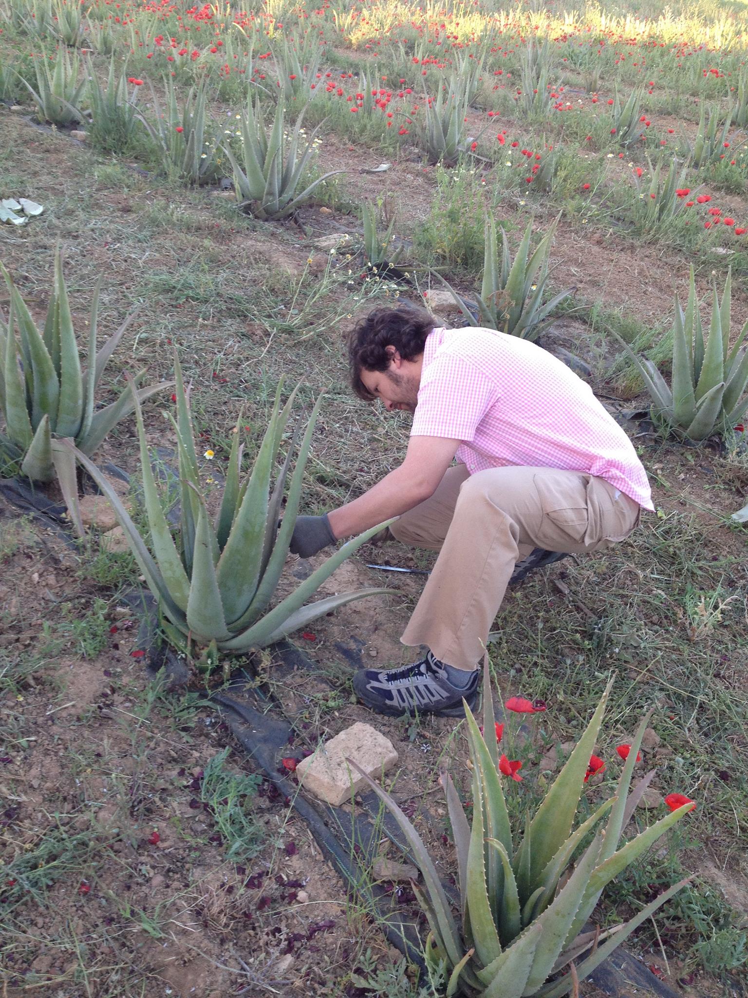 recoleccion aloe vera