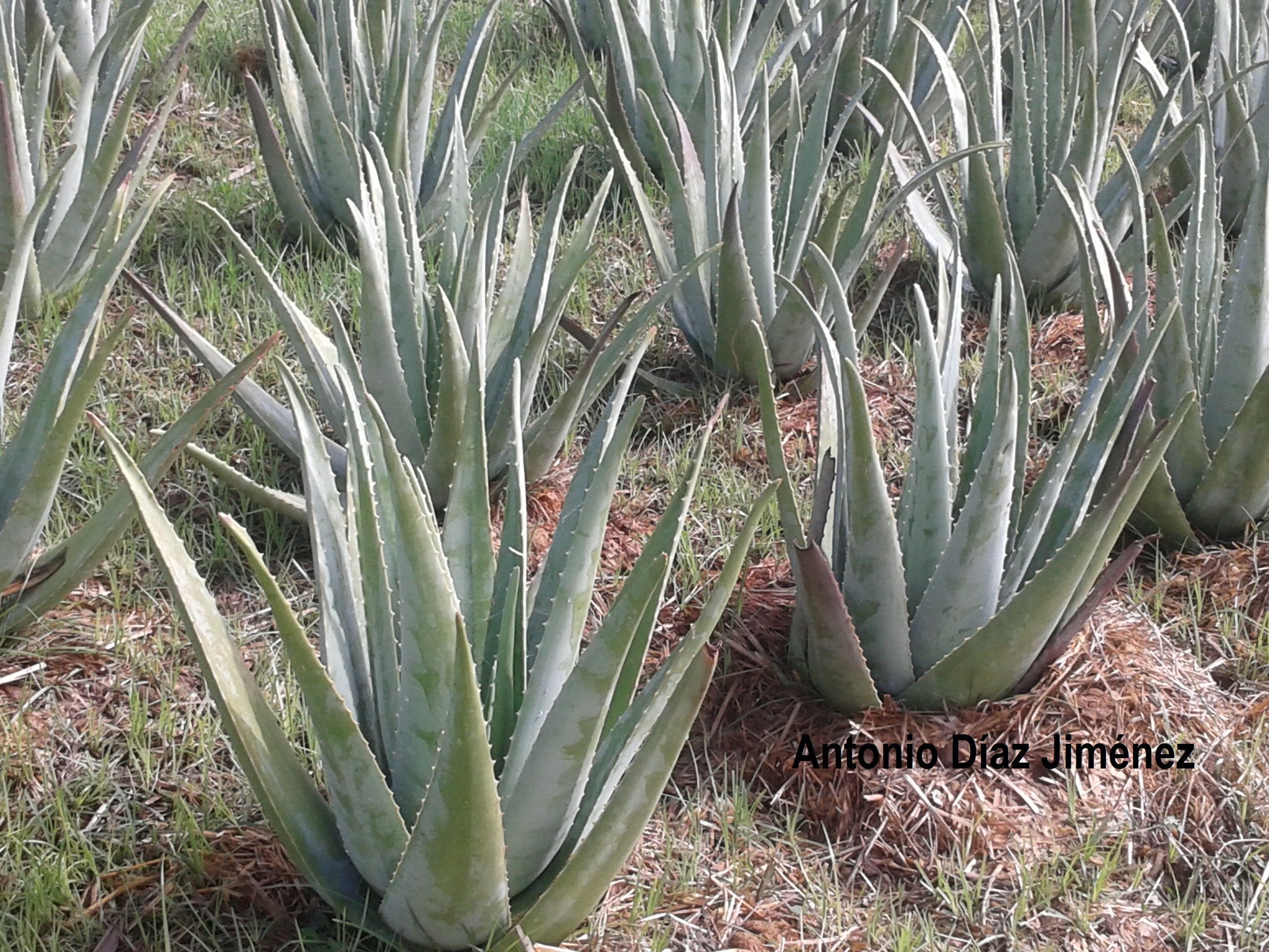 plantación aloe vera Antonio Díaz