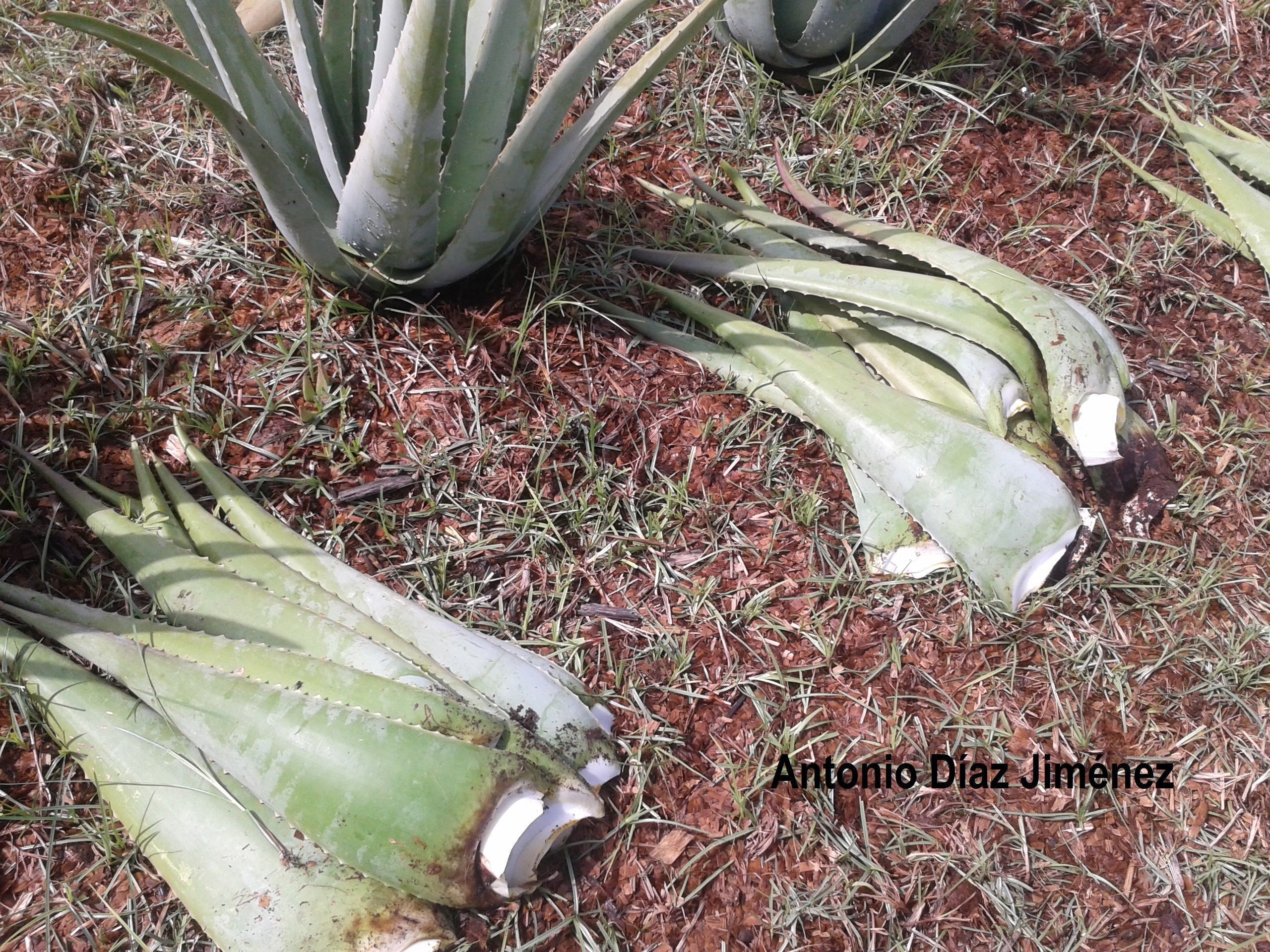 hoja aloe vera Antonio Díaz