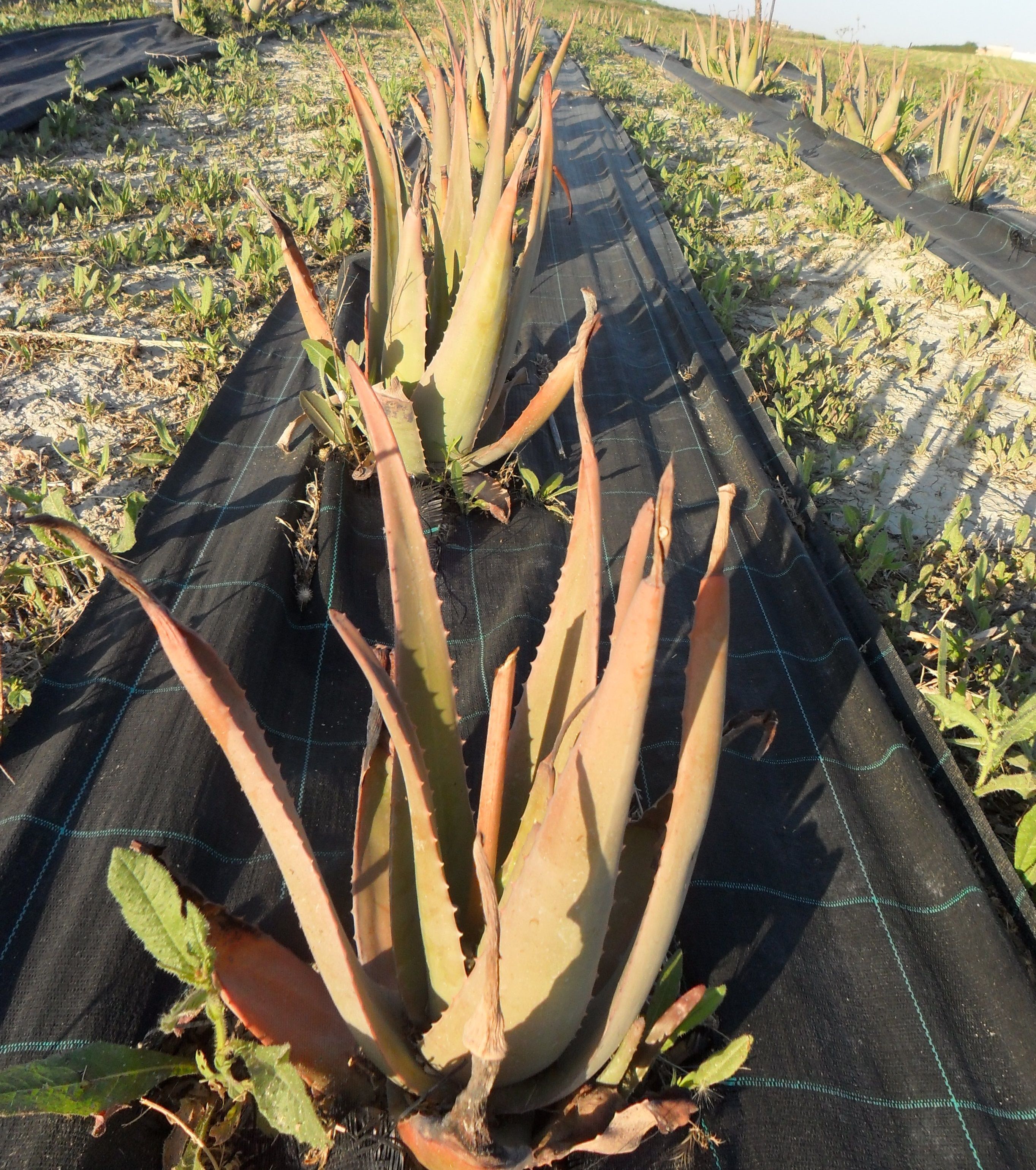 ALOE VERA CALOR