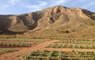 Cultivo aloe vera