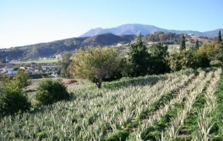 Finca aloe vera Santa Verde