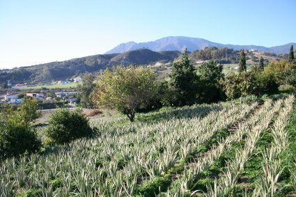 Finca aloe vera Santa Verde