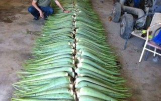 Recolección de hoja de aloe vera