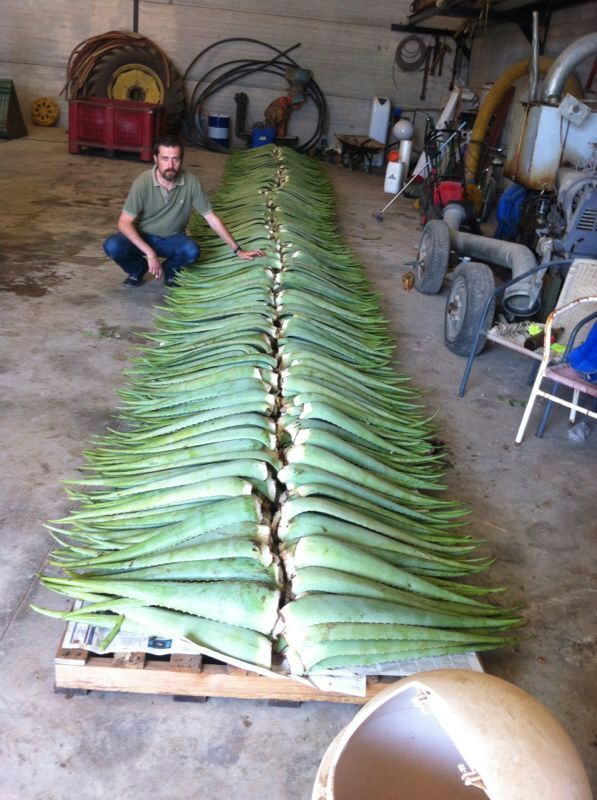 Recolección de hoja de aloe vera