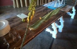 ruta aloe vera