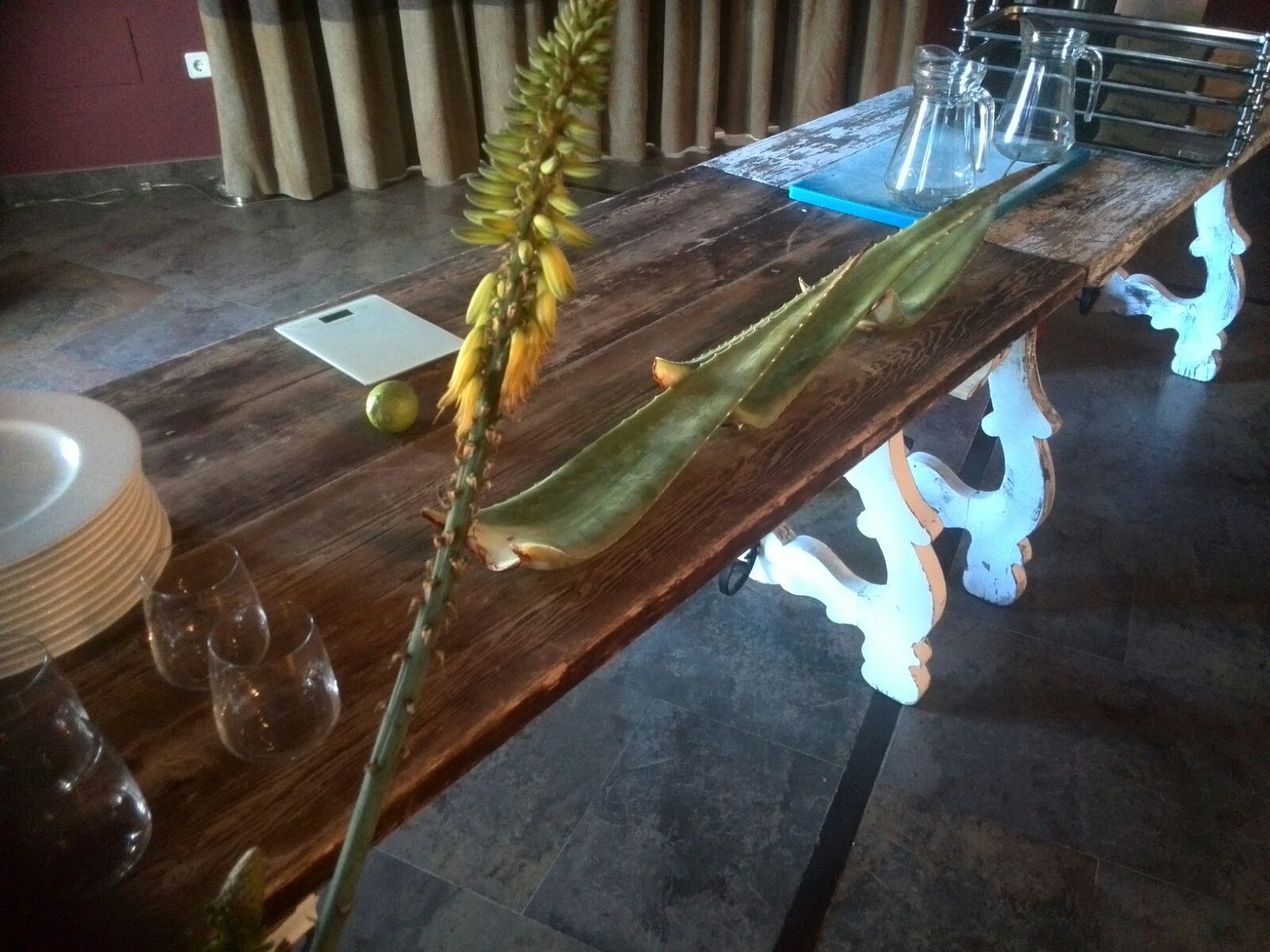 ruta aloe vera
