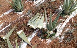 recolección y transformación hoja de aloe vera