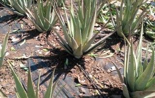 aloe vera