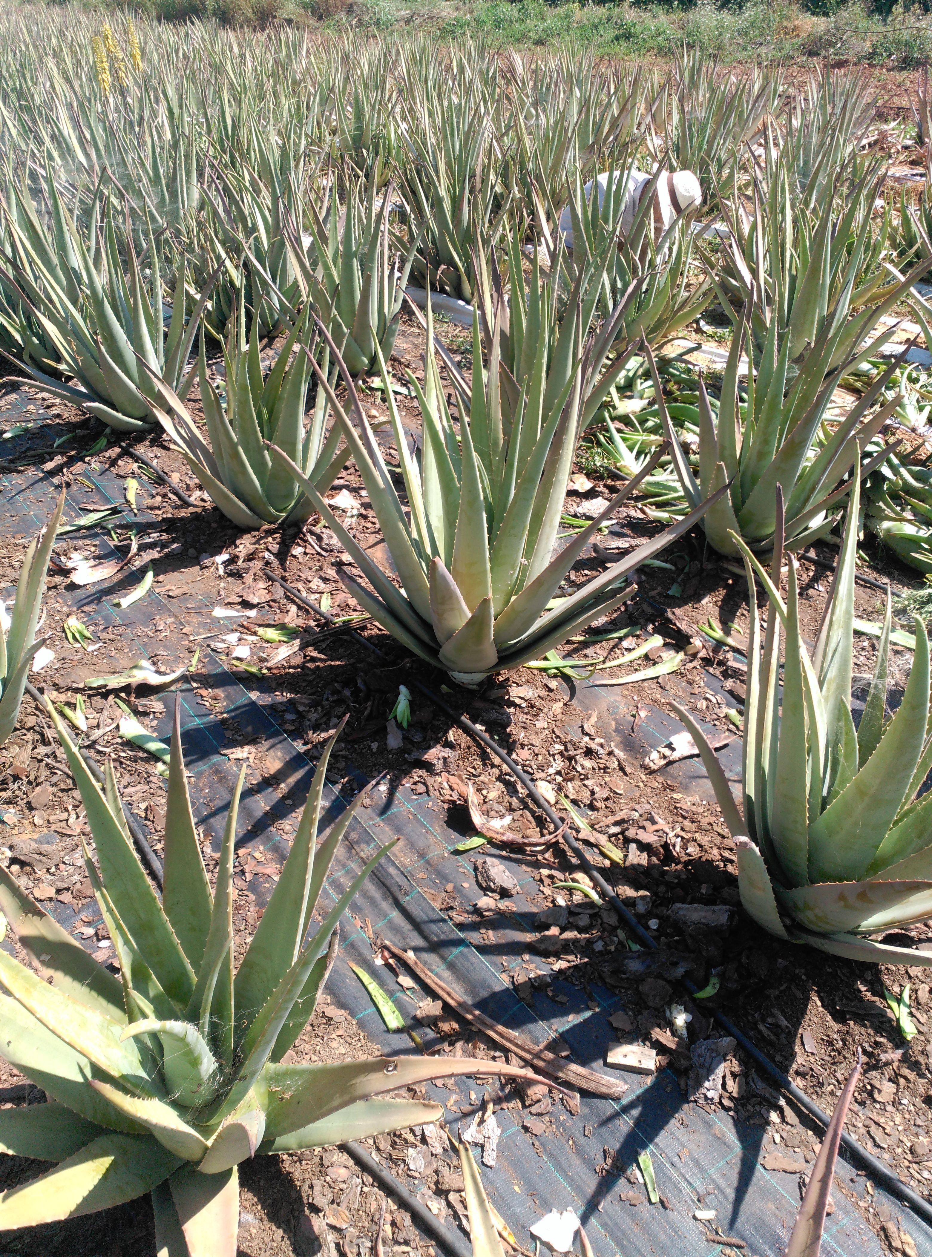 aloe vera