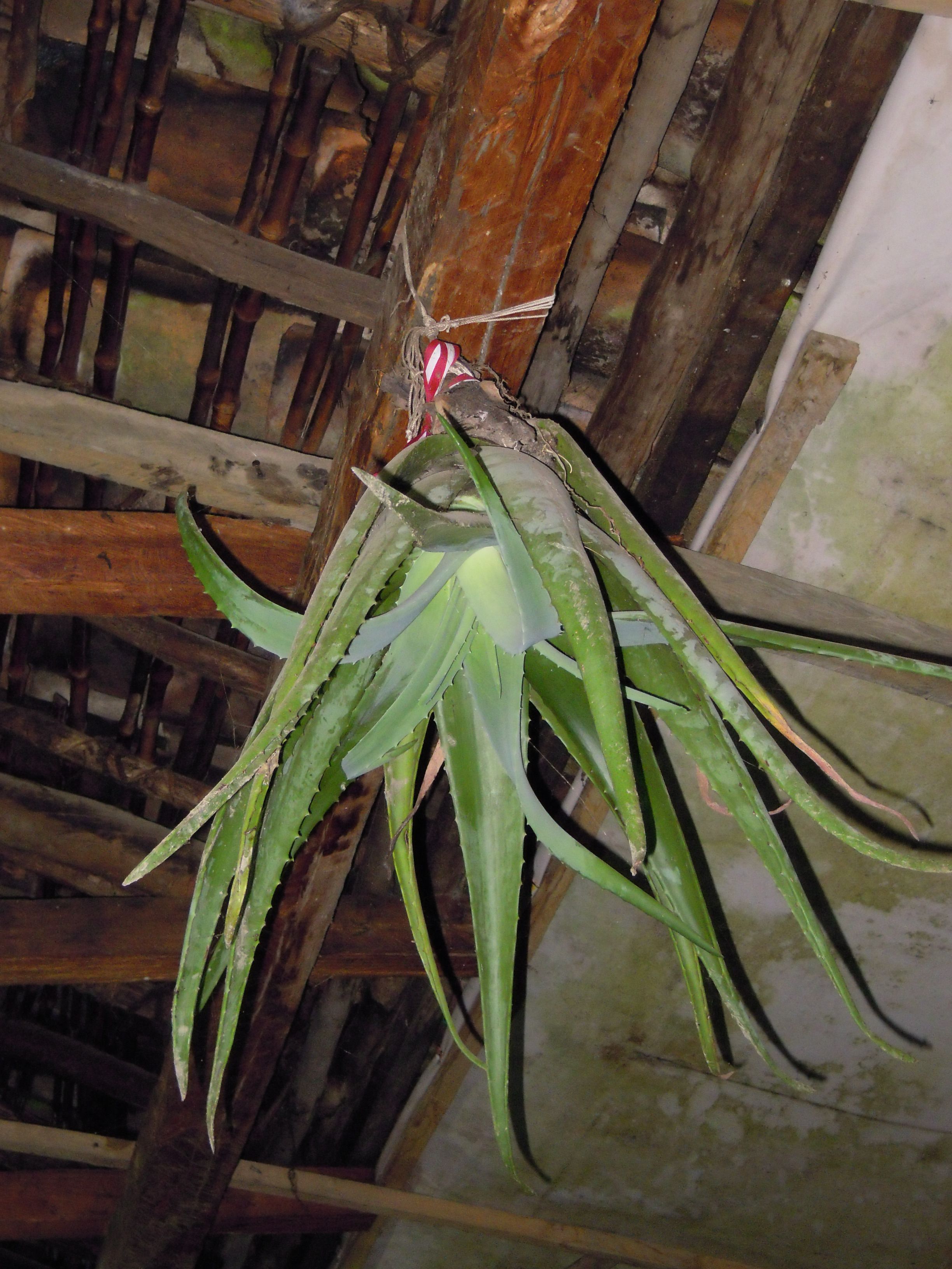 aloe vera y la suerte