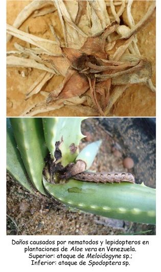 Plagas en aloe vera
