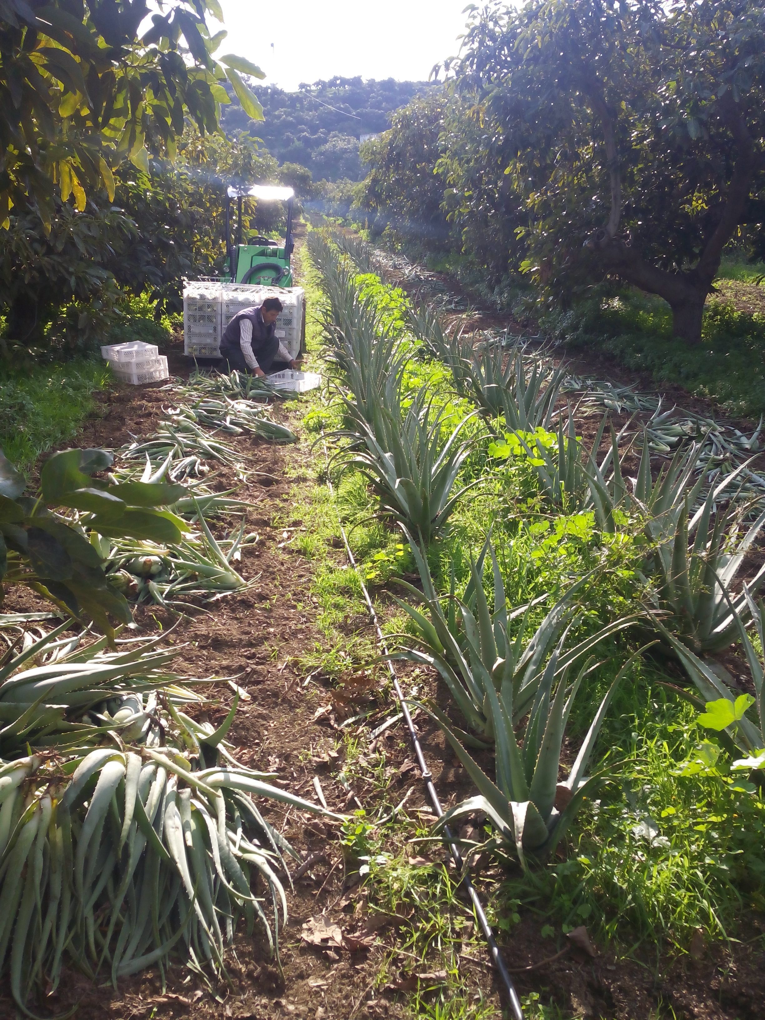 transformación del aloe vera