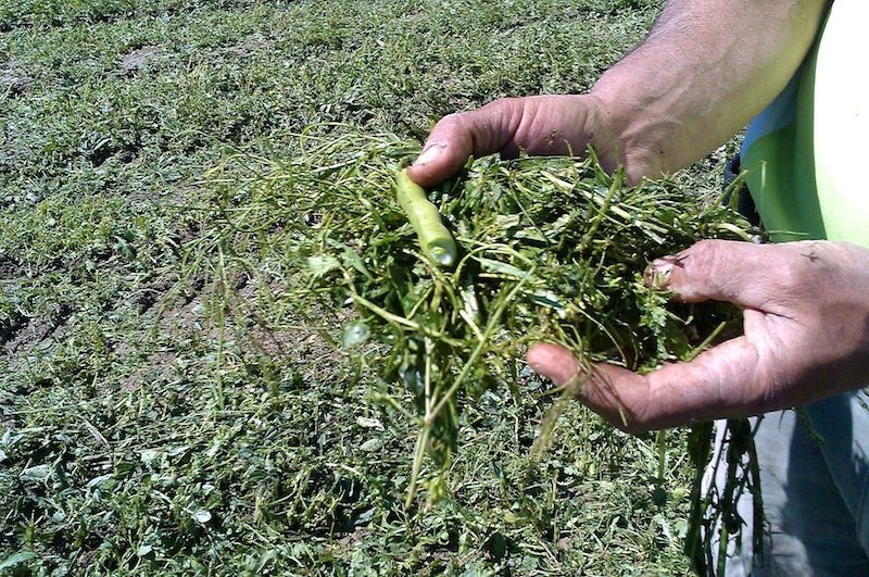 abono verde para el cultivo de aloe vera