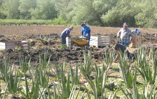 cultivo aloe vera