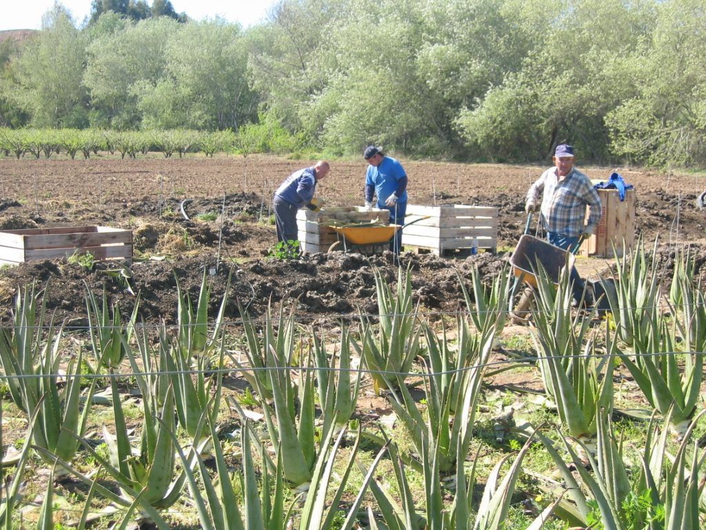cultivo aloe vera