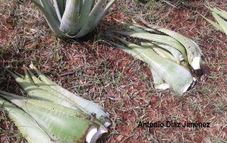 Cosecha de hoja de Aloe vera