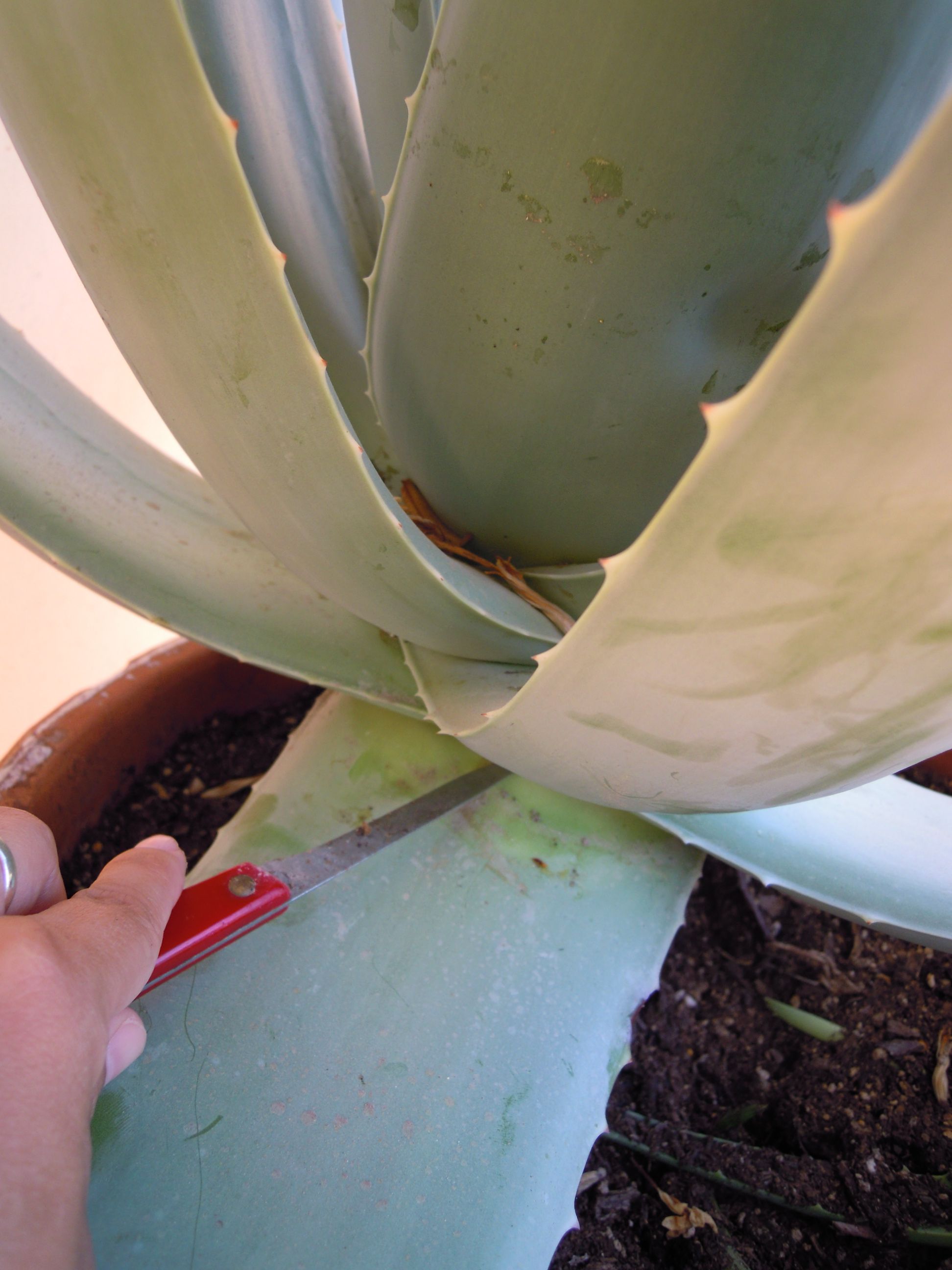cortar la hoja de aloe vera