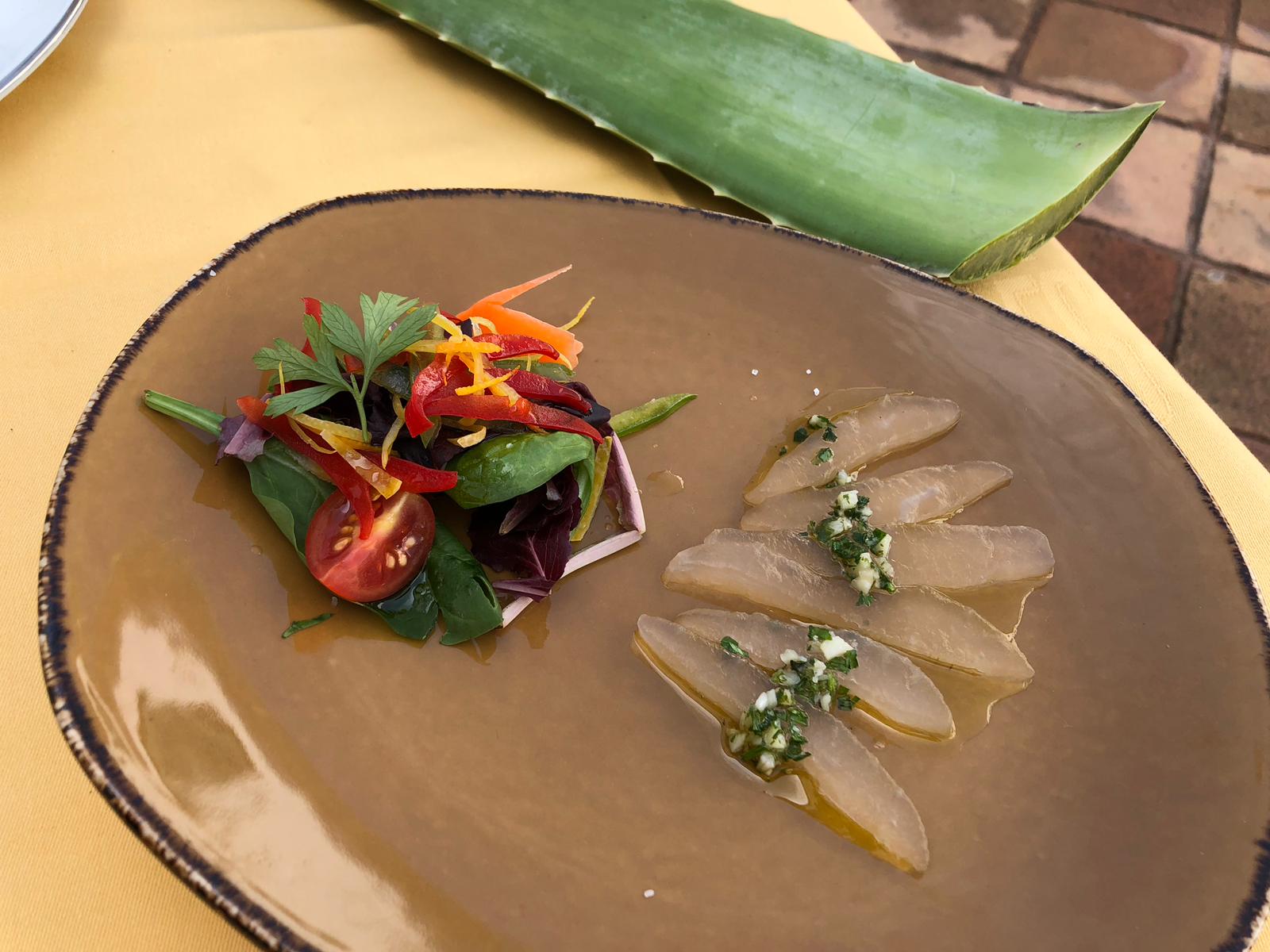 falso boqueron de aloe vera