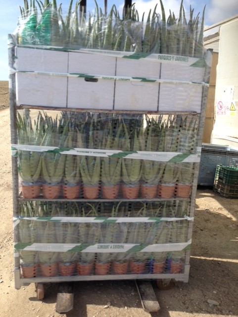 Maceta aloe vera. Navarro de Haro