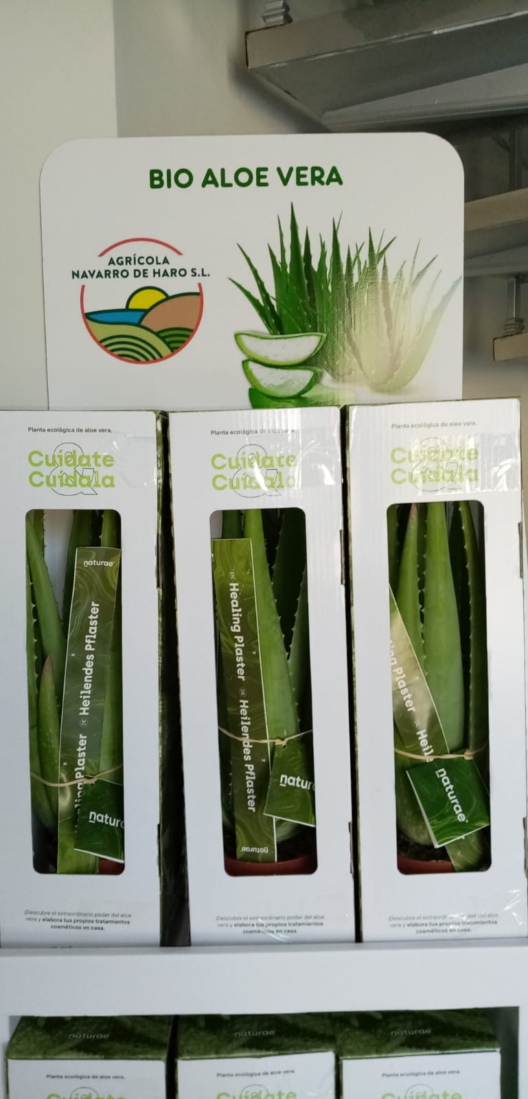 Maceta aloe vera. Navarro de Haro
