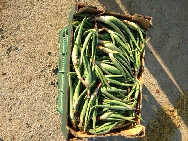 Hijuelos aloe vera. Navarro de Haro