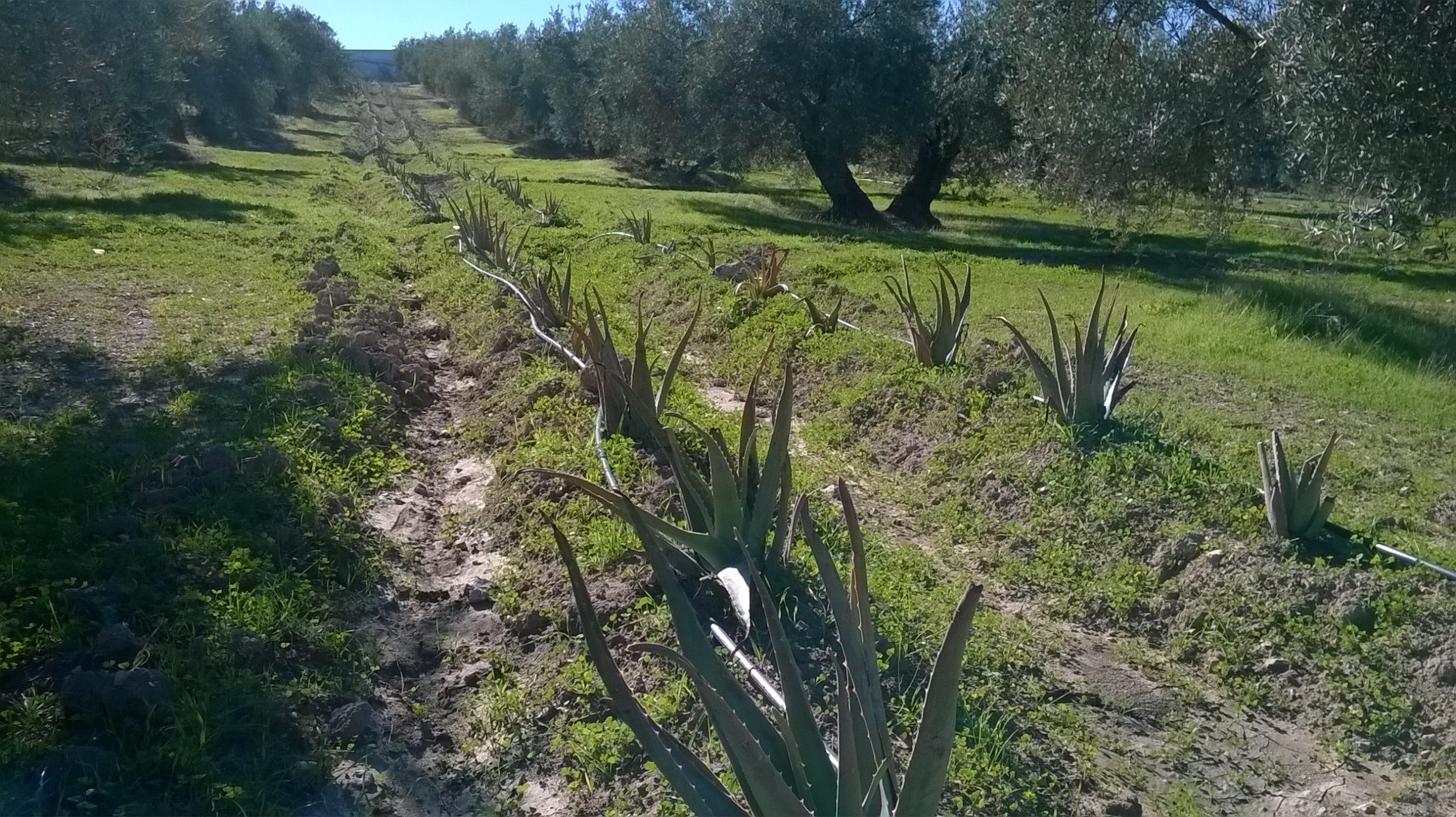 olivar de aloe