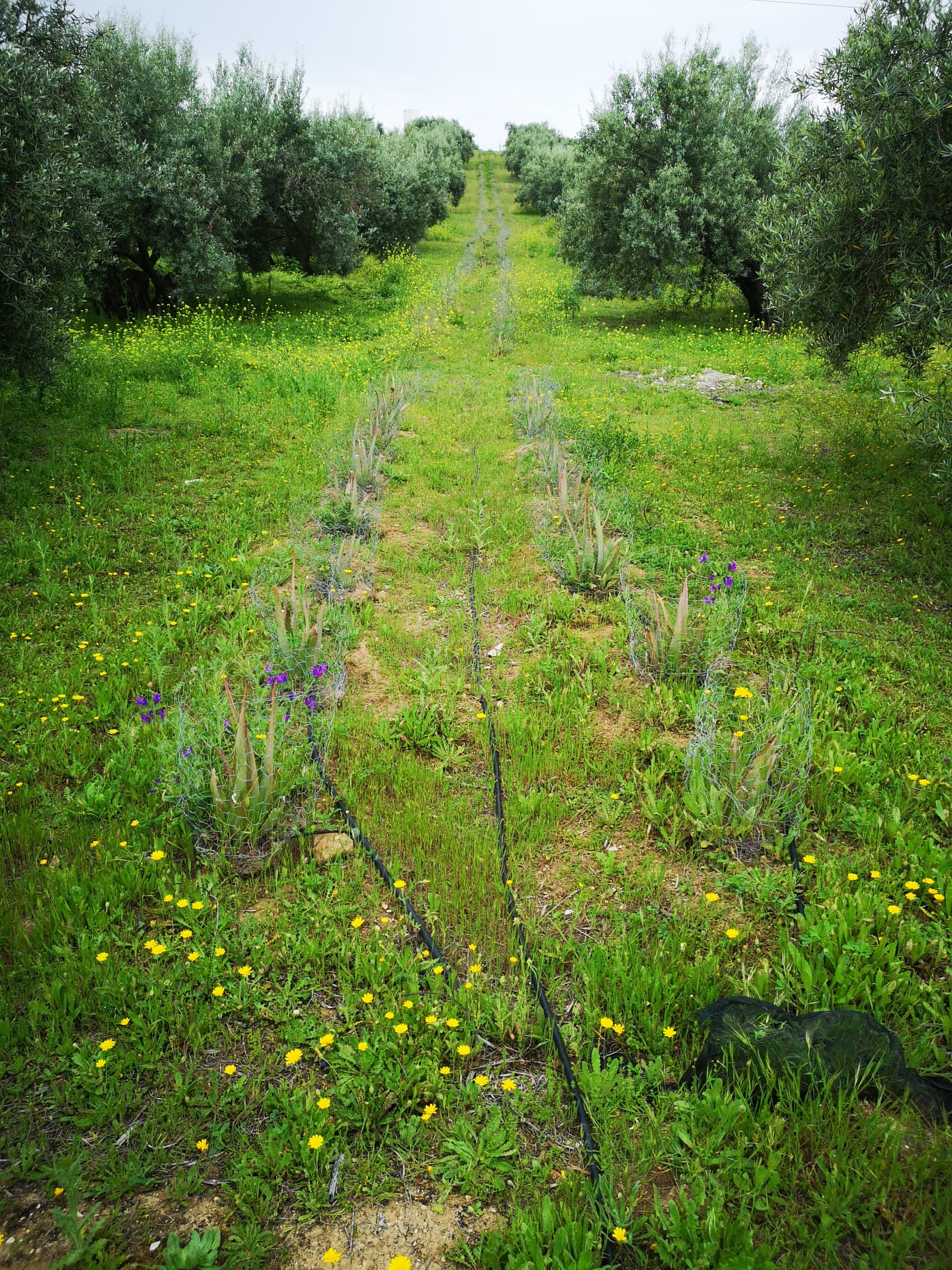 olivar de aloe