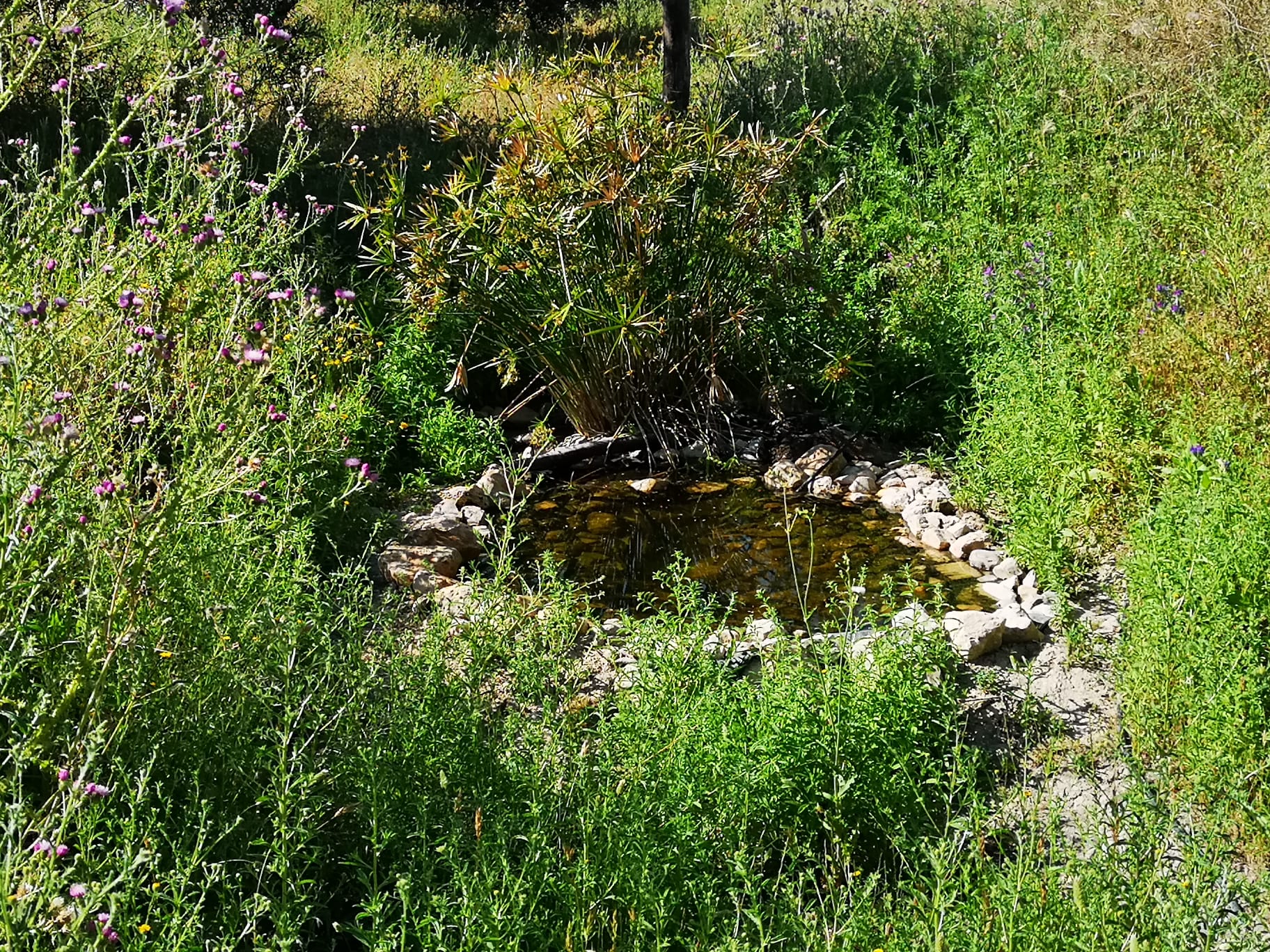 olivar de aloe