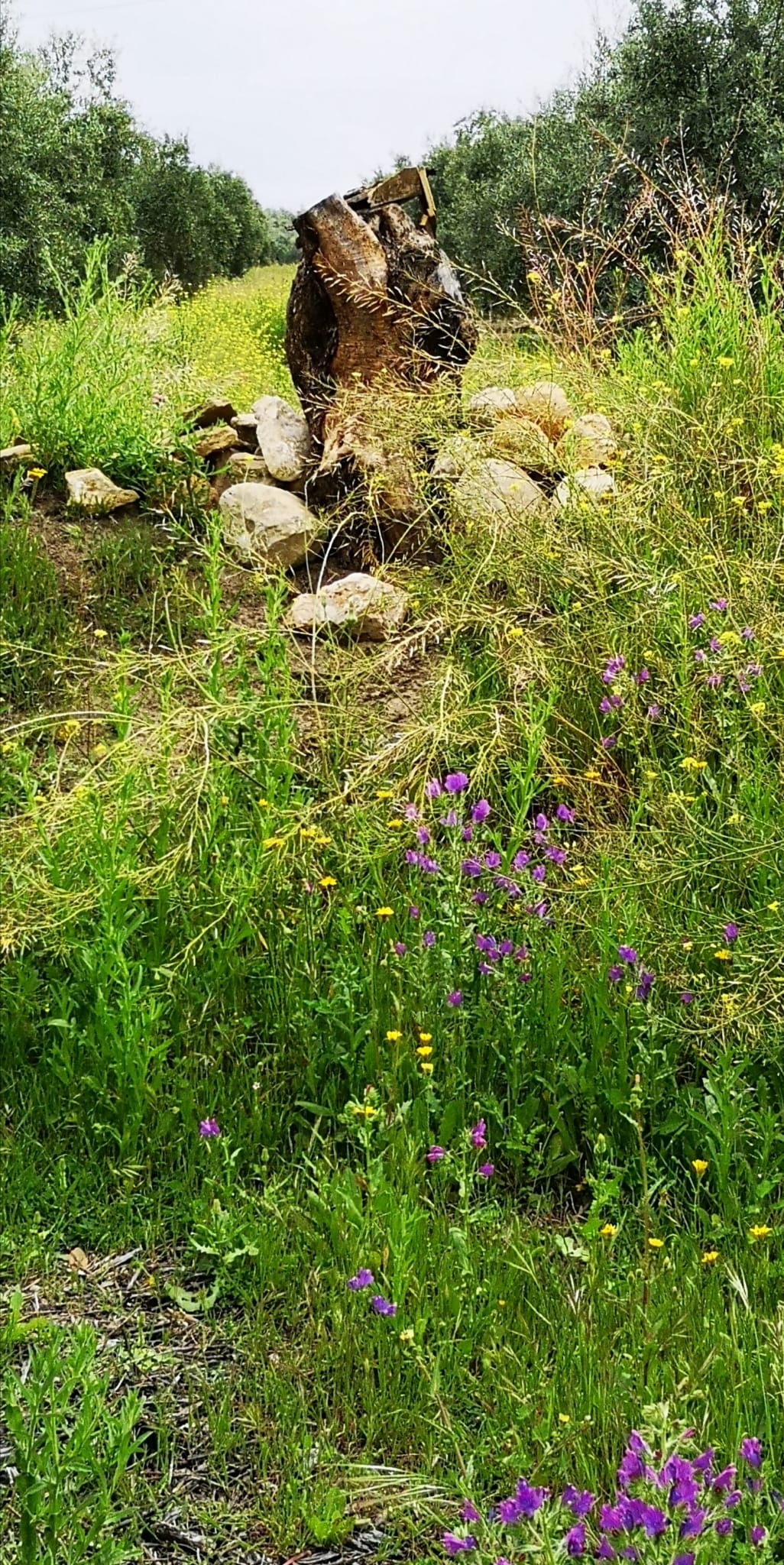 olivar de aloe