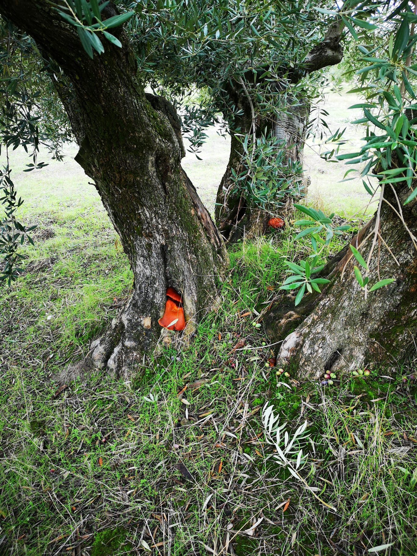 olivar de aloe