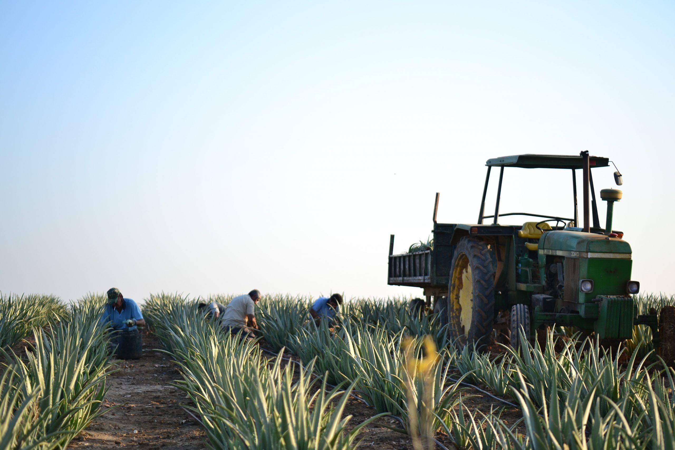 aloe vera las coronas