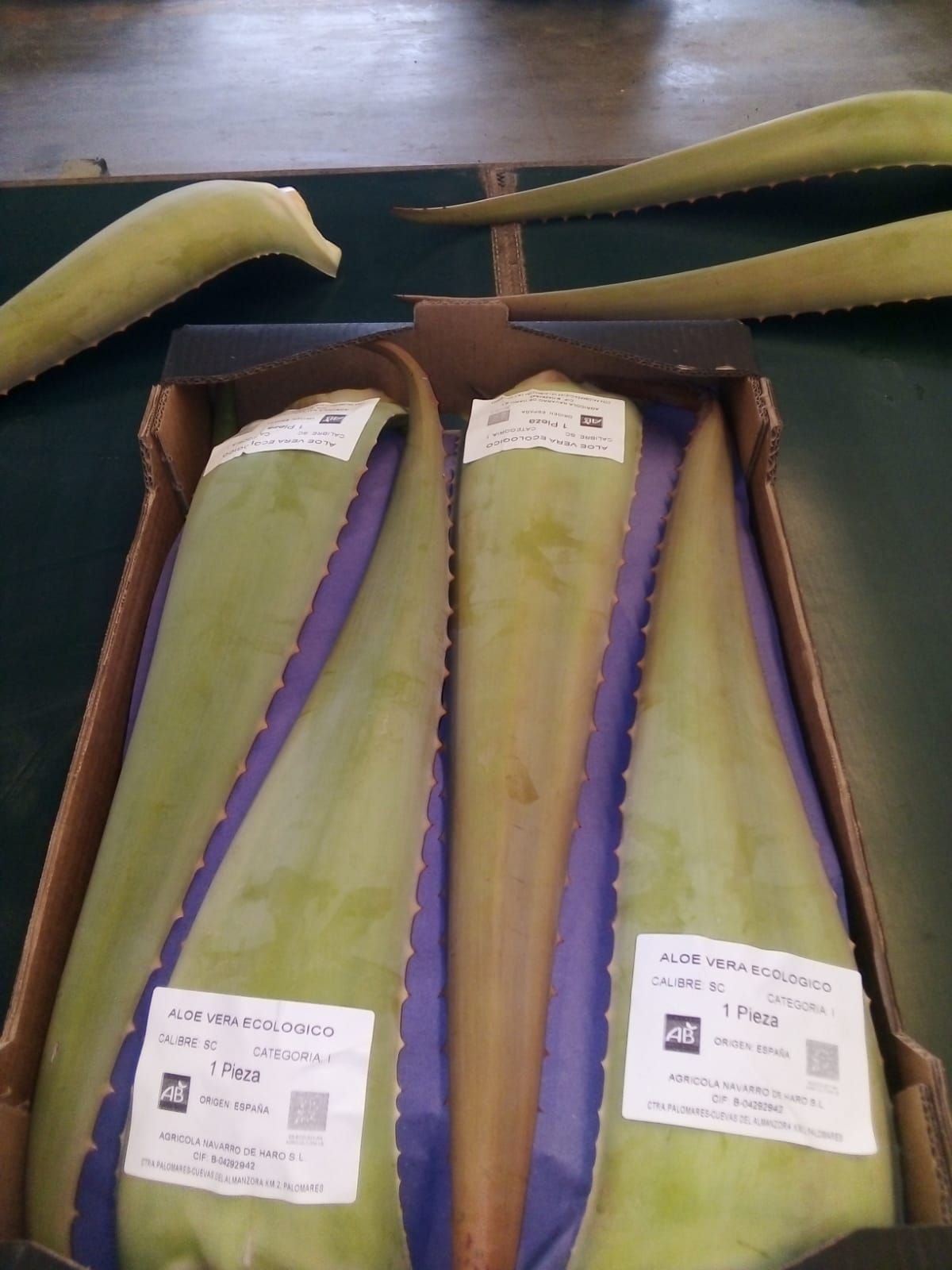 Hoja de aloe vera ecológico. Agrícola Navarro de Haro
