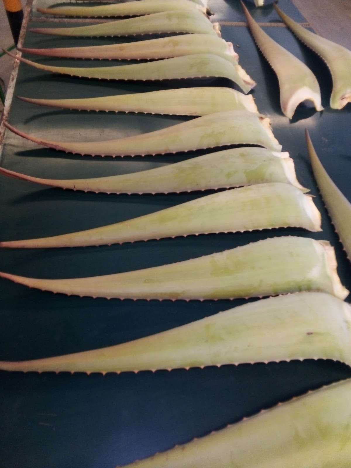 Hola aloe vera. Navarro de Haro