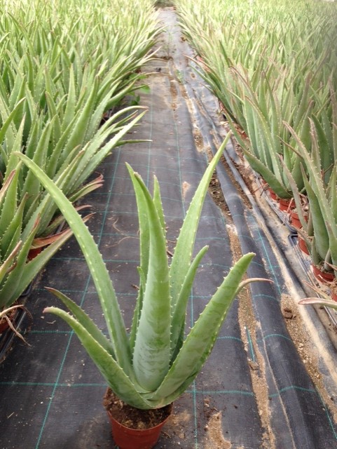 Maceta aloe vera. Navarro de Haro