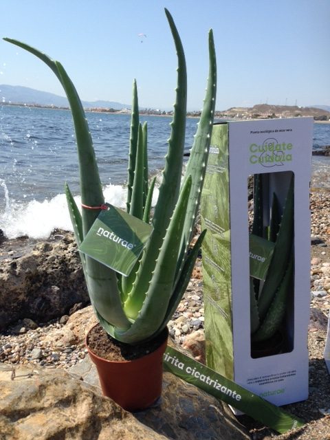 Maceta aloe vera. Navarro de Haro