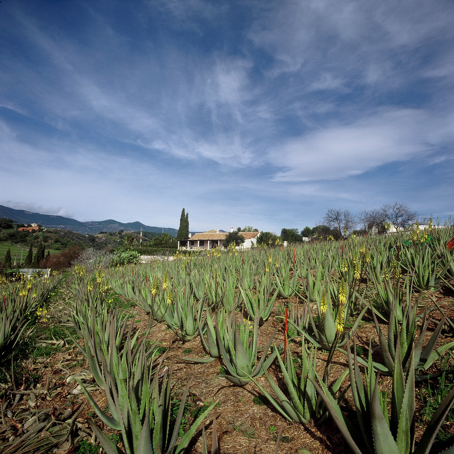 santaverde