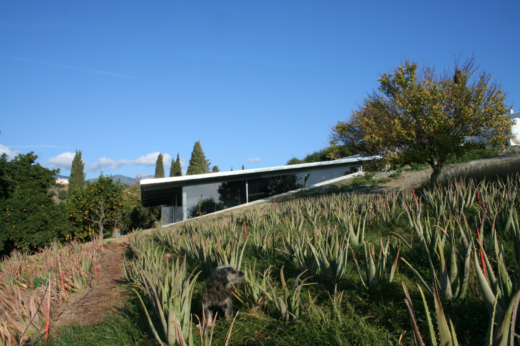 santaverde