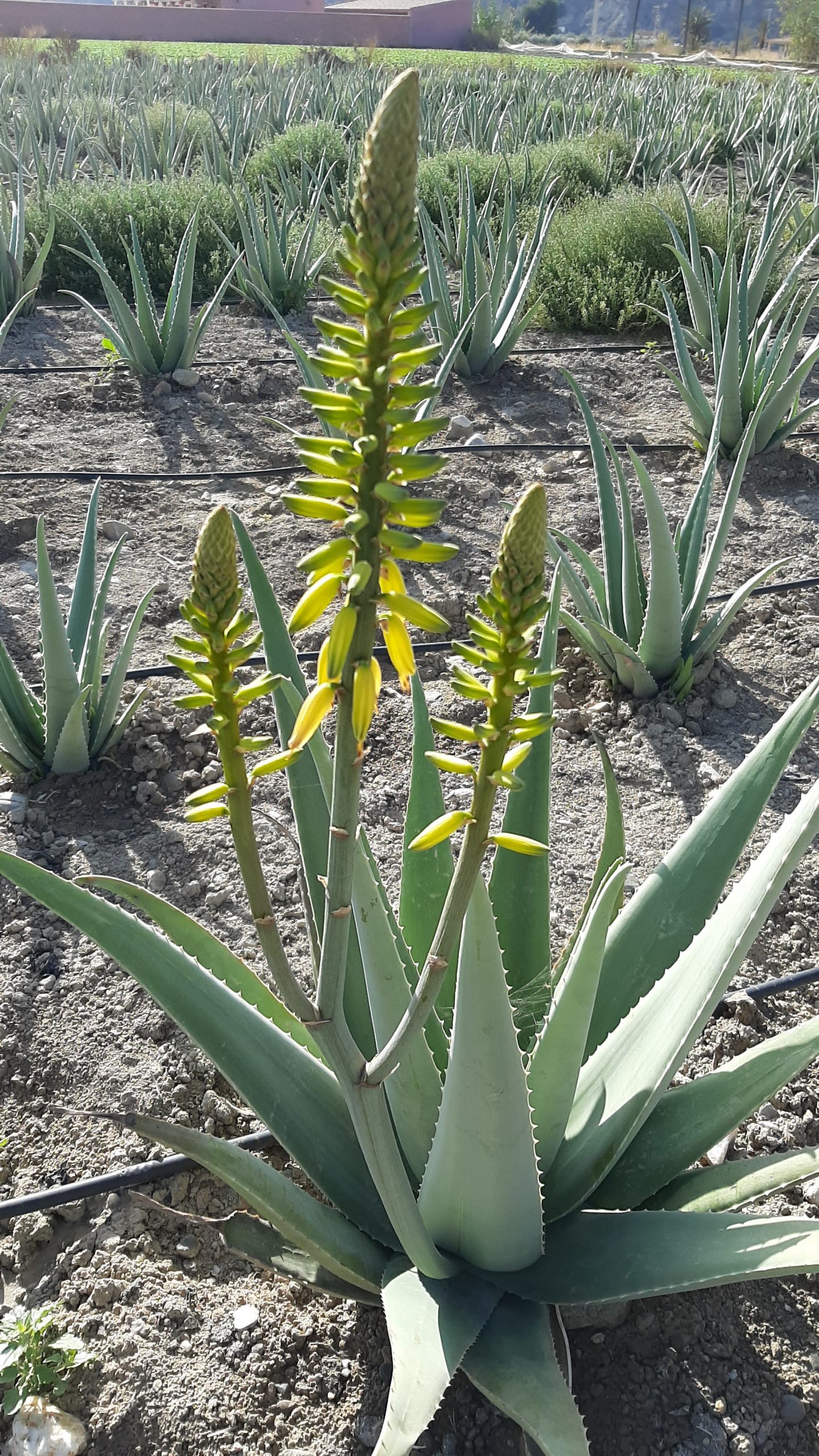 aloe aljarilla