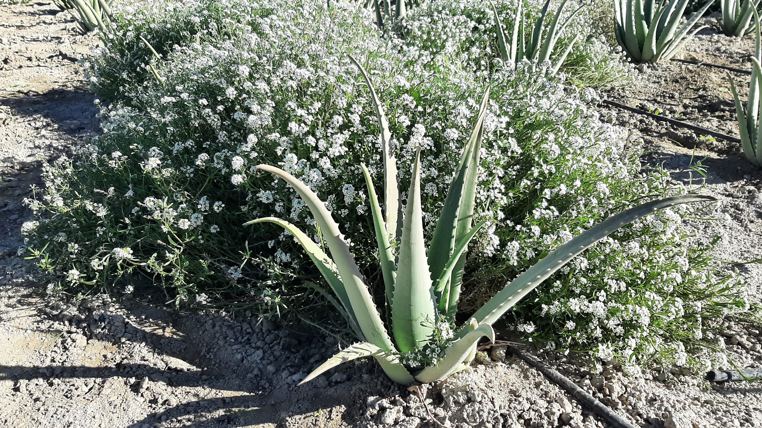 aloe aljarilla