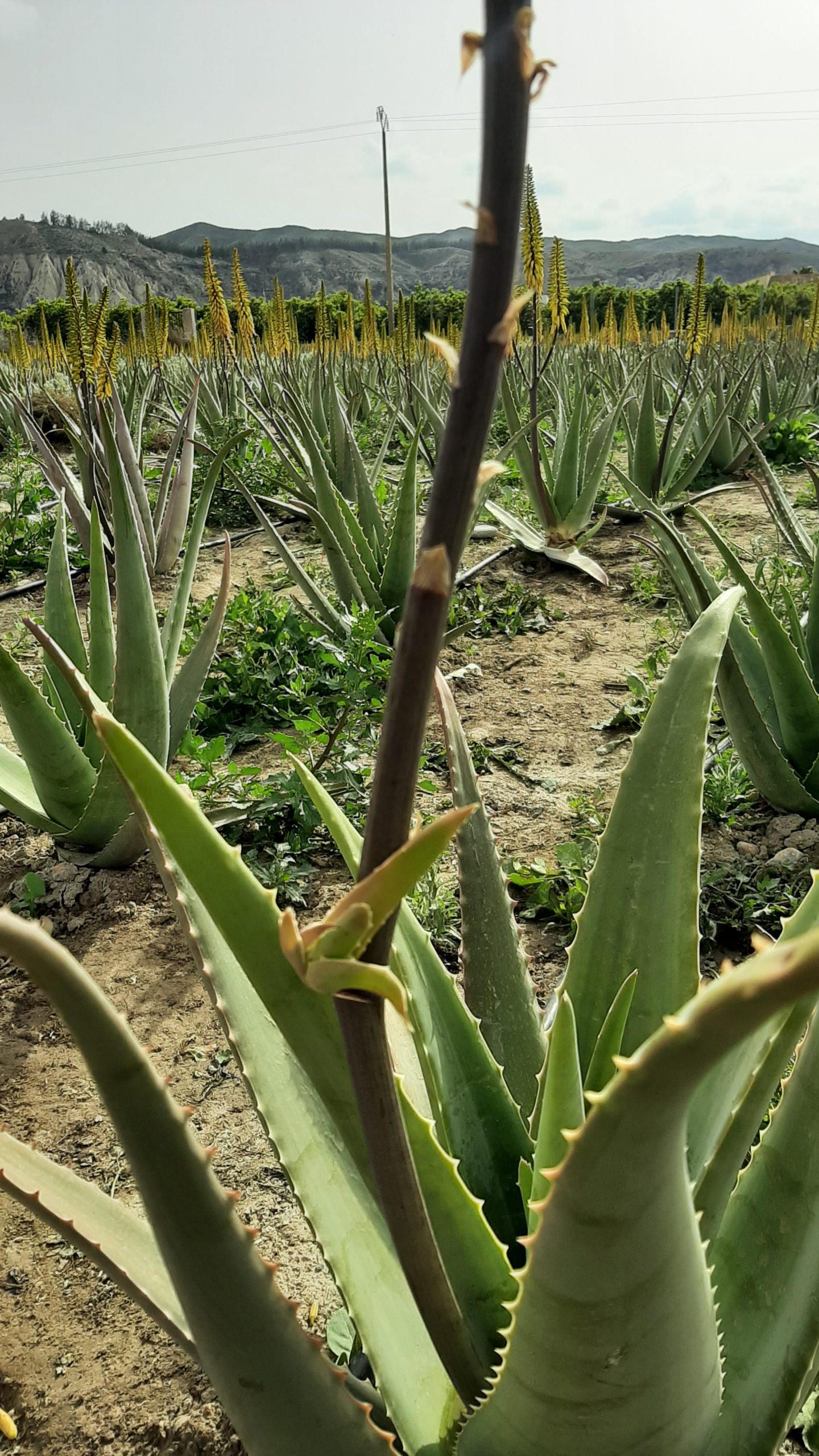 aloe aljarilla