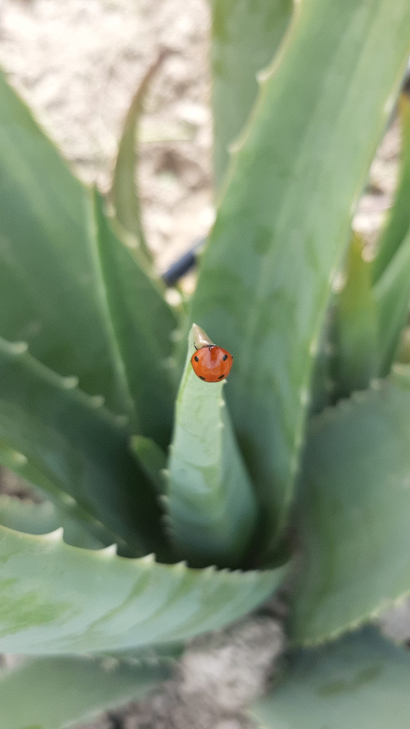 aloe aljarilla