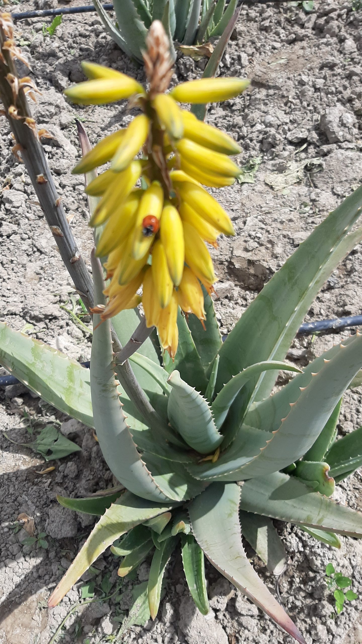 aloe aljarilla